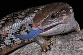 Blue Tongued Skink